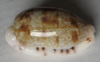 Cypraea teres, Gmelin, 1791