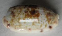 Cypraea teres, Gmelin, 1791