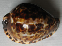 Cypraea jeaniana , C. N. Cate, 1968
