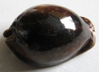 Cypraea stercoraria, Linnaeus, 1758  BLACK
