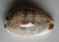 Cypraea fimbriata marquesana, Lorenz, 2002