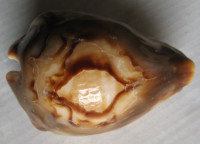 Cypraea fultoni  Sowerby, 1903