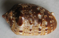 Cypraecassis coarctata  (G. B. Sowerby I, 1825)