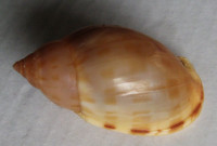 Casmaria atlantica , Clench, 1944