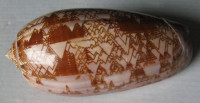 Oliva porphyria, Linnaeus, 1758