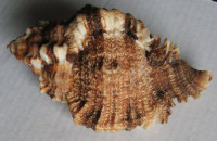  Phyllonotus belletii  Petuch, Berschauer &  Powell, 2024 NEW SPECIE 