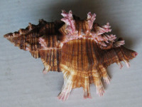 Chicoreus maurus, (Broderip, W.J., 1833)