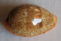 Cypraea bregeriana, Closse, 1868