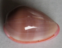 Bullata lilacina, Sowerby, G.B. II, 1846