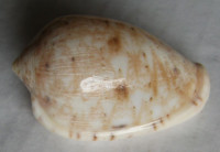 Marginella helmatina, Rang, 1832