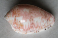 Marginella senegalensis  Clover, P.W., 1990