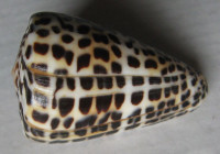 Conus eburneus polyglotta, Weinkauff, 1891