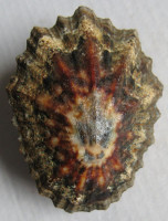 Patella oculus, Born, 1778