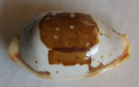 Cypraea stolida crossei, Marie 1869