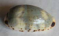 Cypraea kieneri reductesignata   Schilder, 1924