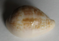 Cypraea angelicae, Clover, 1974