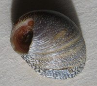 Clithon auxilloi - NEW SPECIMEN , Gras, 2024