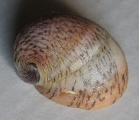 Neripteron asperulatum 2)  (Récluz, 1842)