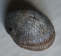 Neripteron asperulatum 3)  (Récluz, 1842)