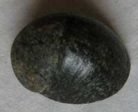 Nerita olivaria, Le Guillou, 1841