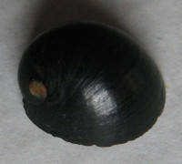 Nerita morio, Sowerby, 1832  