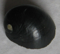 Nerita morio 1)  Sowerby, 1832 