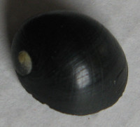 Nerita morio 2) Sowerby, 1832
