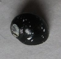 Clithon dispar 1) (Pease, 1867) 