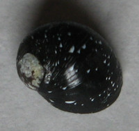 Clithon dispar 2)  (Pease, 1867)