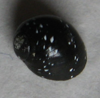 Clithon dispar 3) (Pease, 1867)