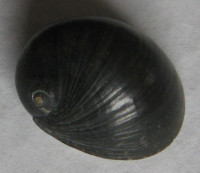Nerita vitiensis, Hombron & Jaquinot, 1854