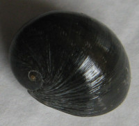 Nerita vitiensis 1) Hombron & Jaquinot, 1854