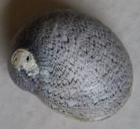 Nereina haematostoma, (Martens, 1878)