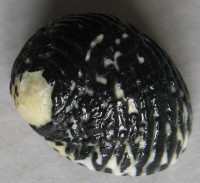 Nerita tessellata 1)  Gmelin, J.F., 1791