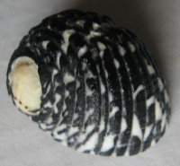Nerita tessellata 3)  Gmelin, J.F., 1791