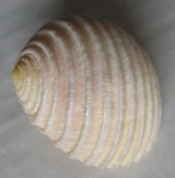 Nerita plicata, Linnaeus, 1758