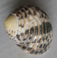 Nerita plicata, Linnaeus, 1758
