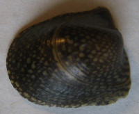 Neripteron bicanaliculatum  (Récluz, 1843)