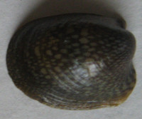 Neripteron bicanaliculatum 1)  (Récluz, 1843)