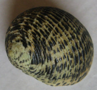 Nerita nigerrima 1) Dillwyn, 1817 :: SHELLS, MUŠLE, LASTURY