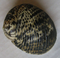 Nerita nigerrima 2) Dillwyn, 1817 :: SHELLS, MUŠLE, LASTURY