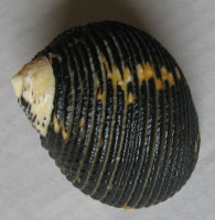 Nerita scabricosta, Lamarck, 1822