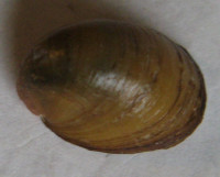 Neripteron cornucopia, 1) (Benson, 1836)