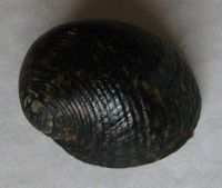 Nerita argus 1), Récluz, 1841