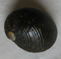 Nerita argus 2) Récluz, 1841