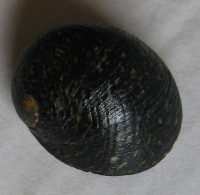 Nerita argus 4) Récluz, C., 1841