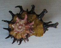 Angaria poppei, Monsecour & Monsecour, 1999