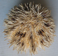 Pseudoboletia maculata Troschel, 1869