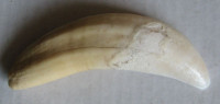 Zub z velblouda, Camel tooth  2)