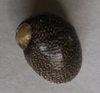 Theodoxus guadianensis  1)  (Morelet, 1845) 	